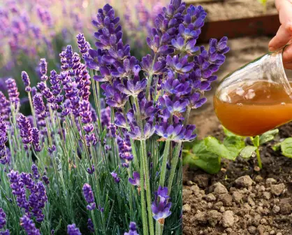 Guía práctica para hacer abono casero para lavanda y potenciar su aroma natural