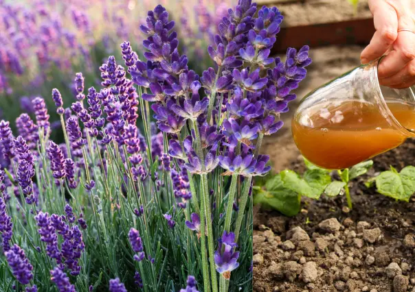 Guía práctica para hacer abono casero para lavanda y potenciar su aroma natural