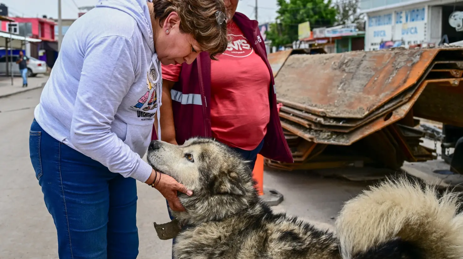La iniciativa CERR plantea capturar, esterilizar, resguardar y regresar a los animales callejeros. Imagen: GEM