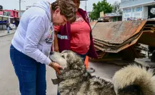¿Capturar y regresar a la calle? Esto harán en Edomex con los perros y gatos callejeros
