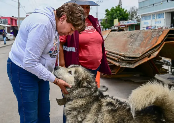 ¿Capturar y regresar a la calle? Esto harán en Edomex con los perros y gatos callejeros