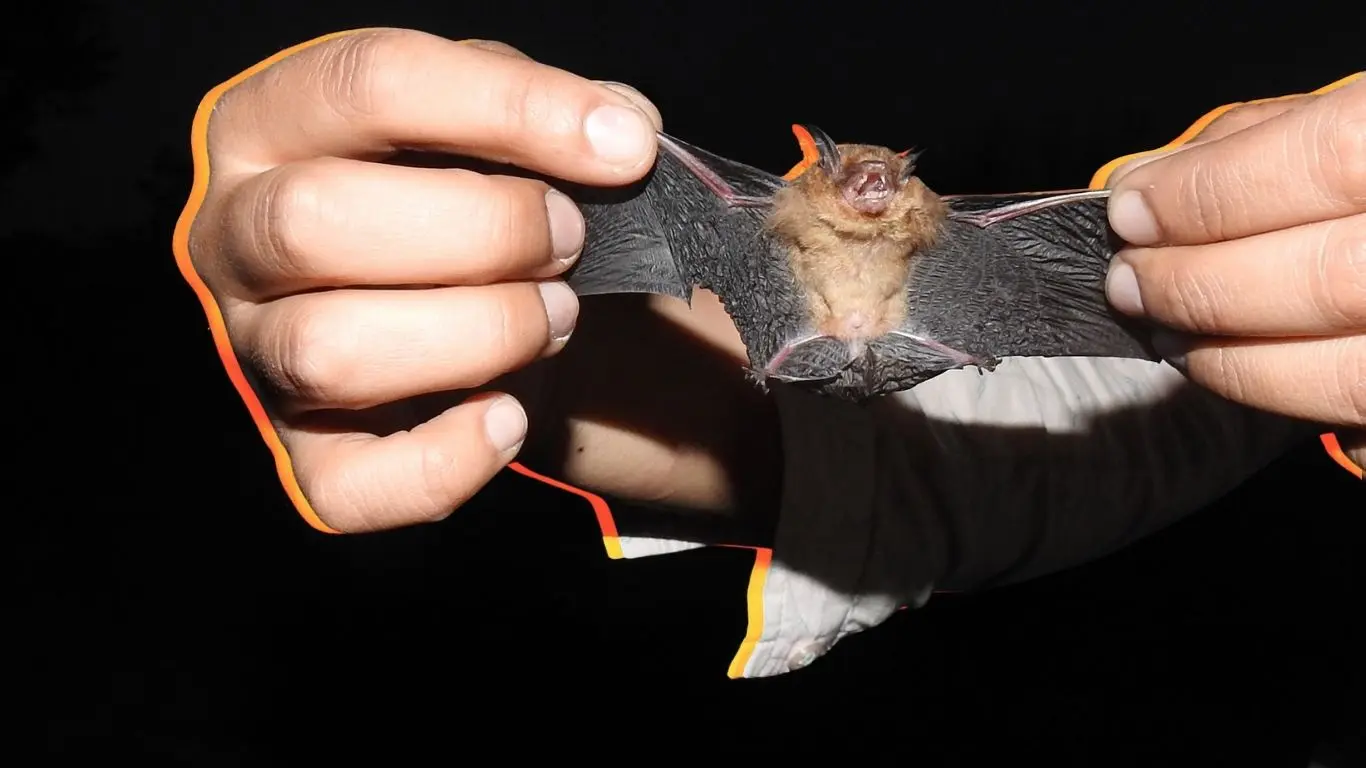 ¿Por qué es importante el murciélago amarillo yucateco para el ecosistema?. Foto: Marisela Ortega