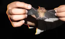 Murciélago amarillo yucateco: el guardián poco conocido que controla los mosquitos en la Península