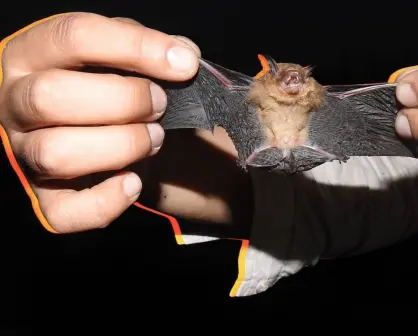 Murciélago amarillo yucateco: el guardián poco conocido que controla los mosquitos en la Península