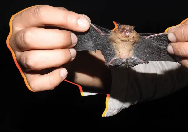 Murciélago amarillo yucateco: el guardián poco conocido que controla los mosquitos en la Península