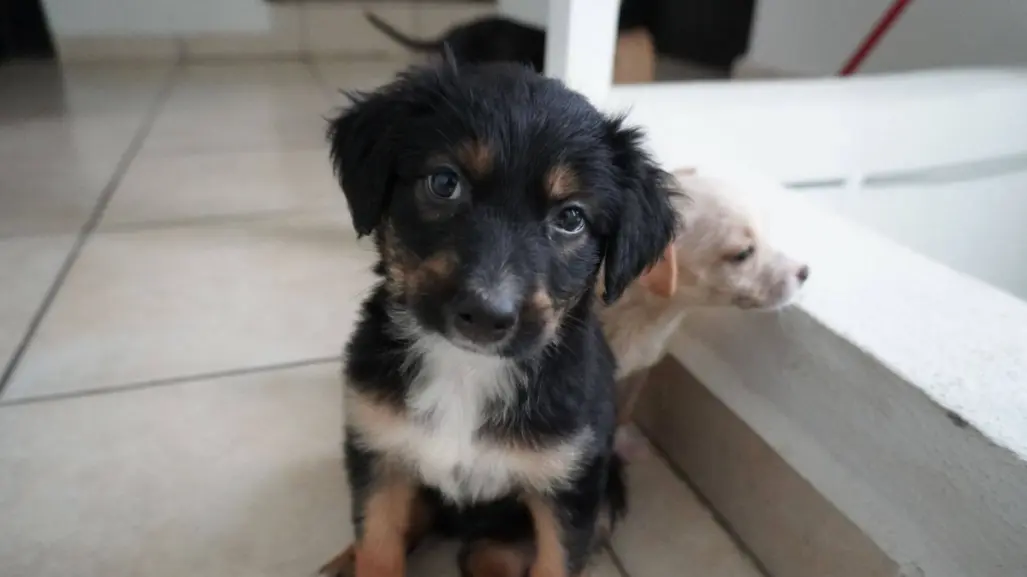 ¿Conoces bien a tu perro? Estas son las claves para detectar enfermedades
