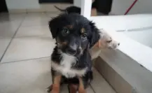 ¿Conoces bien a tu perro? Estas son las claves para detectar enfermedades