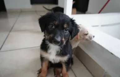 ¿Conoces bien a tu perro? Estas son las claves para detectar enfermedades