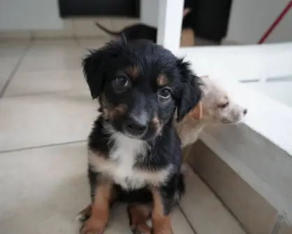 ¿Conoces bien a tu perro? Estas son las claves para detectar enfermedades
