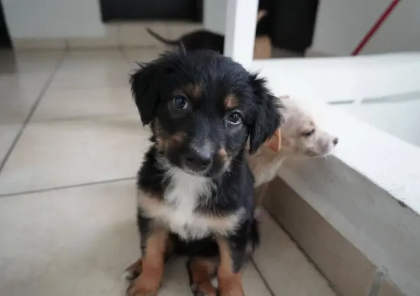 ¿Conoces bien a tu perro? Estas son las claves para detectar enfermedades