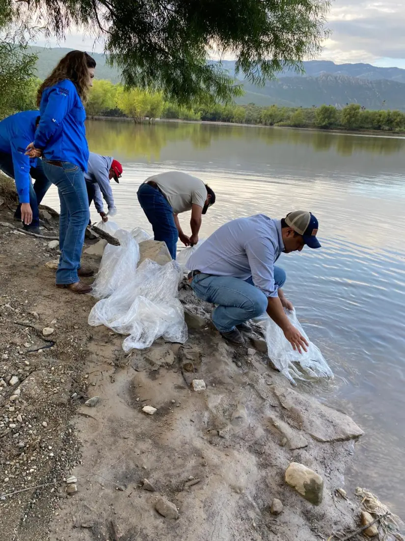 Realizan siembra de peces en presas de Coahuila / Foto: Gobierno de Coahuila 