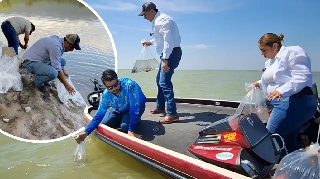 Coahuila siembra 100 mil peces para conservar ecosistema; un impulso a la actividad pesquera