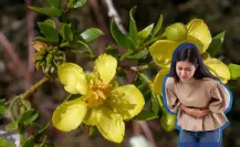 El arbusto nativo de Durango con propiedades curativos y recomendado para reforestar las calles