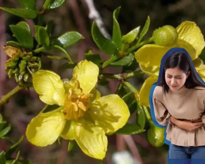 El arbusto nativo de Durango con propiedades curativos y recomendado para reforestar las calles