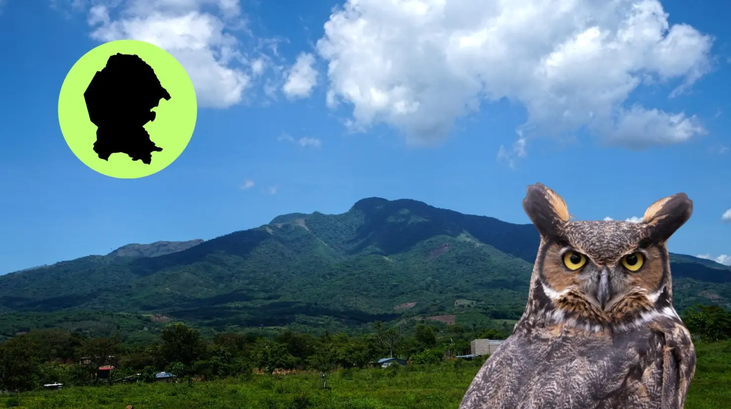 Este animal nativo puede ser visto en la Sierra Madre Oriental. (Fotografía: Canva)