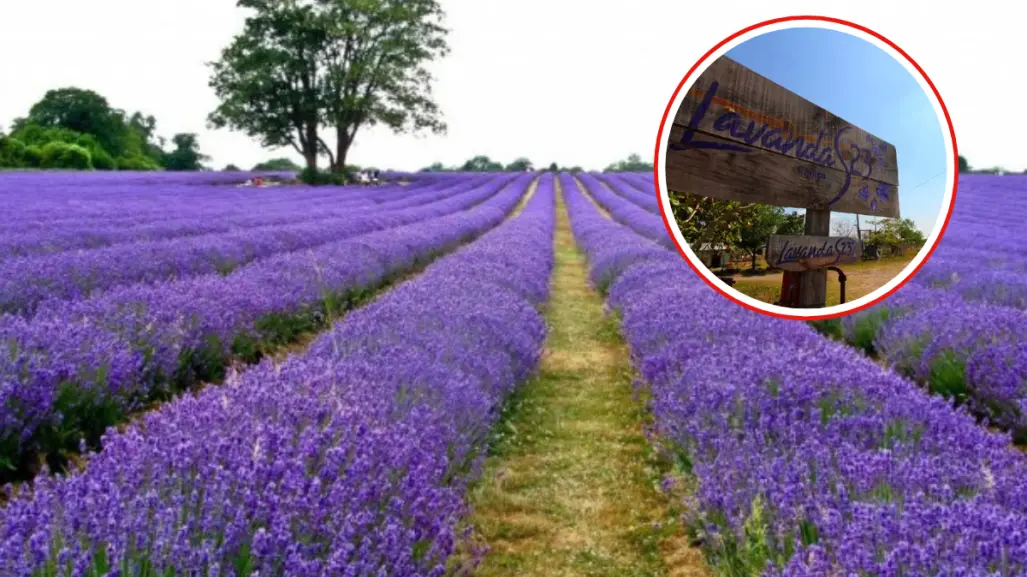 Este es el único campo de lavanda en Tamaulipas y se encuentra a solo 40 minutos de Altamira