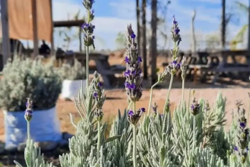 Recorre su campo y disfruta de la naturaleza | Foto: Campo “Lavanda S23”