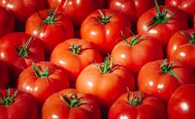 Casa Blanca afirma que tarifa a jitomate mexicano ya están impulsando a los agricultores de EU