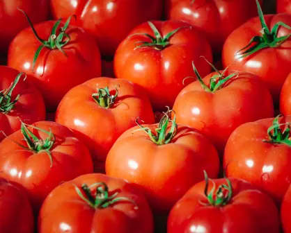Casa Blanca afirma que tarifa a jitomate mexicano ya están impulsando a los agricultores de EU
