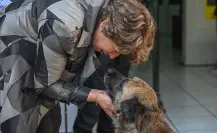 Delfina Gómez propone castigar con 12 años de cárcel a quien mate perros en Edomex