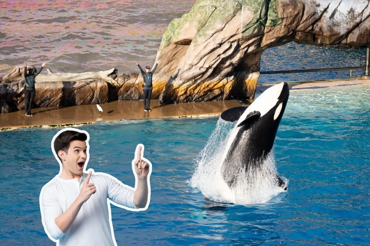 En tu visita a SeaWorld de San Antonio, Texas, no olvides llevar ropa cómoda, bloqueador solar, sombrero y lentes para sol. Foto: Canva