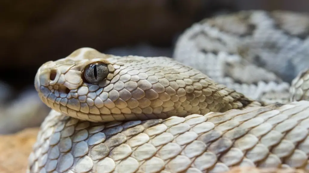 Estas víboras nativas de Nuevo León pueden causar la muerte con su veneno