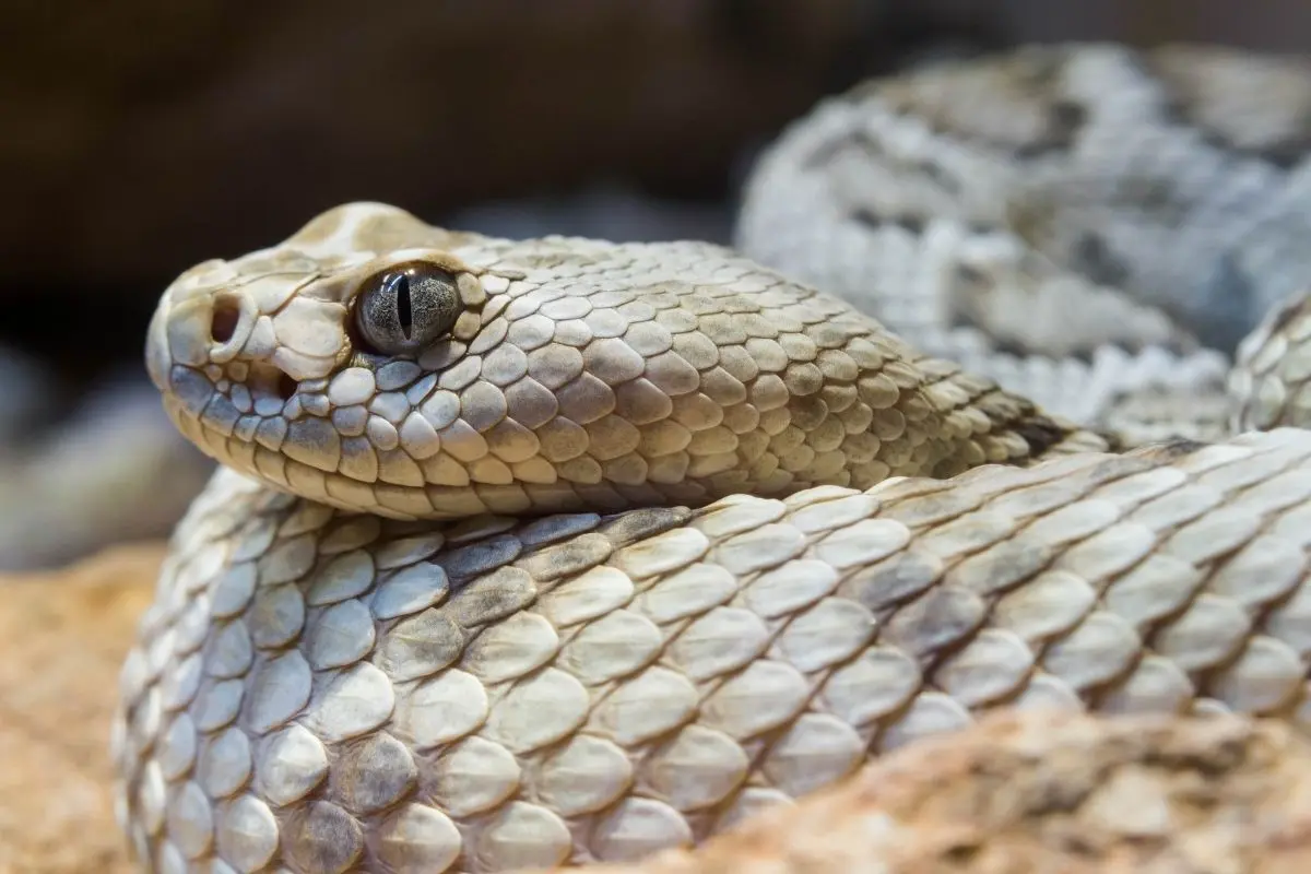 El veneno de la víbora de cascabel puede ocasionar severos daños al organismo, incluso la muerte en caso de no buscar ayuda médica. Foto: Canva
