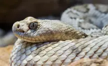 Estas víboras nativas de Nuevo León pueden causar la muerte con su veneno