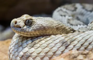 Estas víboras nativas de Nuevo León pueden causar la muerte con su veneno