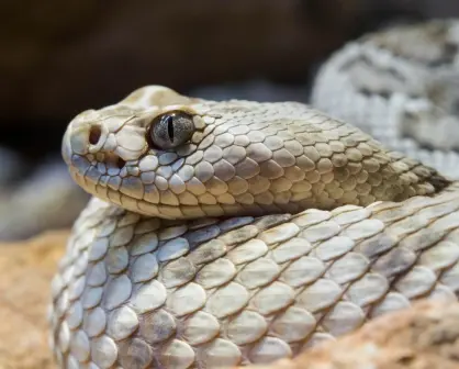 Estas víboras nativas de Nuevo León pueden causar la muerte con su veneno