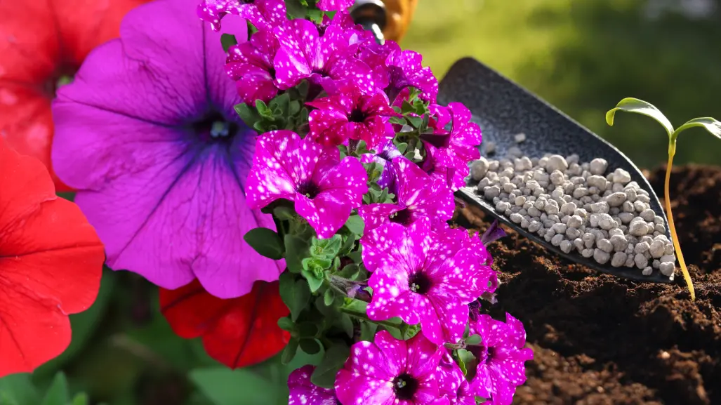 Guía práctica para hacer abono casero para petunias y disfrutar de flores más coloridas