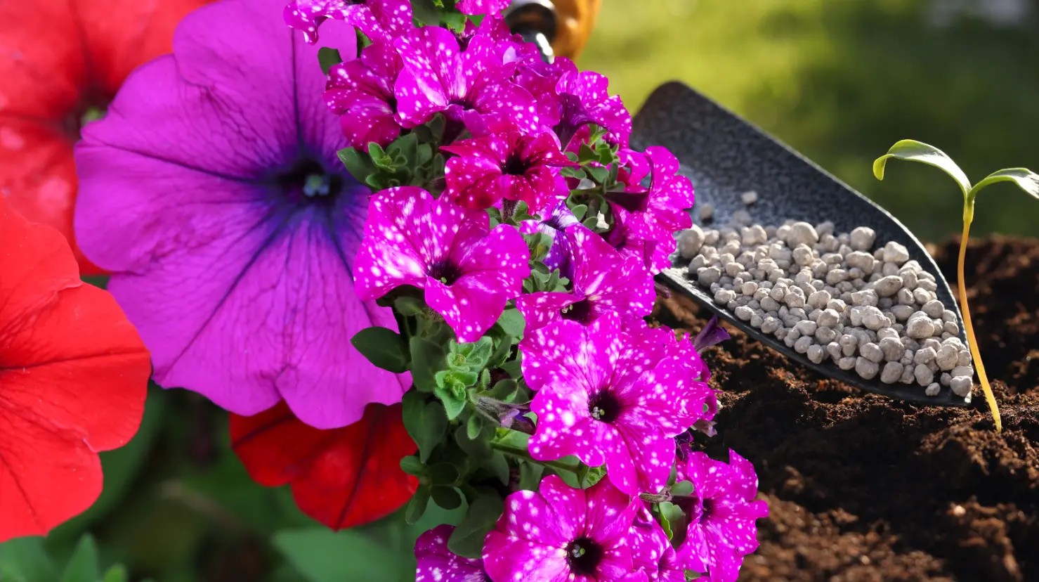 Guía práctica para hacer abono casero para petunias y disfrutar de flores más coloridas. Foto: Canva.