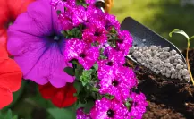 Guía práctica para hacer abono casero para petunias y disfrutar de flores más coloridas