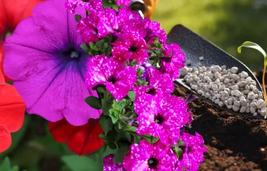 Guía práctica para hacer abono casero para petunias y disfrutar de flores más coloridas