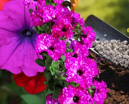 Guía práctica para hacer abono casero para petunias y disfrutar de flores más coloridas