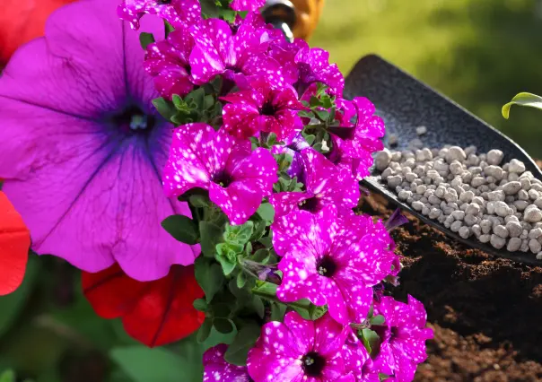 Guía práctica para hacer abono casero para petunias y disfrutar de flores más coloridas