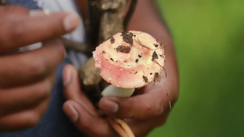 "Hongosto" en Edomex: así puedes recolectar hongos y comerlos en el bosque