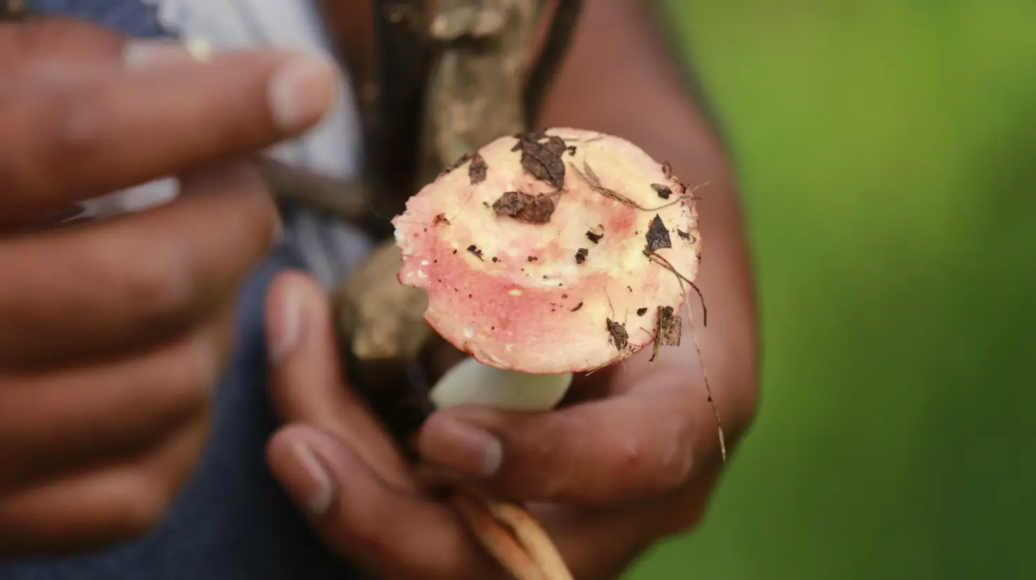 La temporada de hongos en el Edomex invita a recorrer los bosques mexiquenses. Imagen: GEM