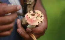 “Hongosto” en Edomex: así puedes recolectar hongos y comerlos en el bosque