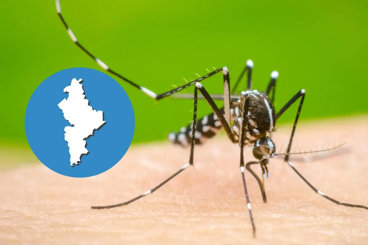 El dengue ha cobrado su primera víctima fatal en Nuevo León en lo que va del año. Foto: MedlinePlus / CANVA