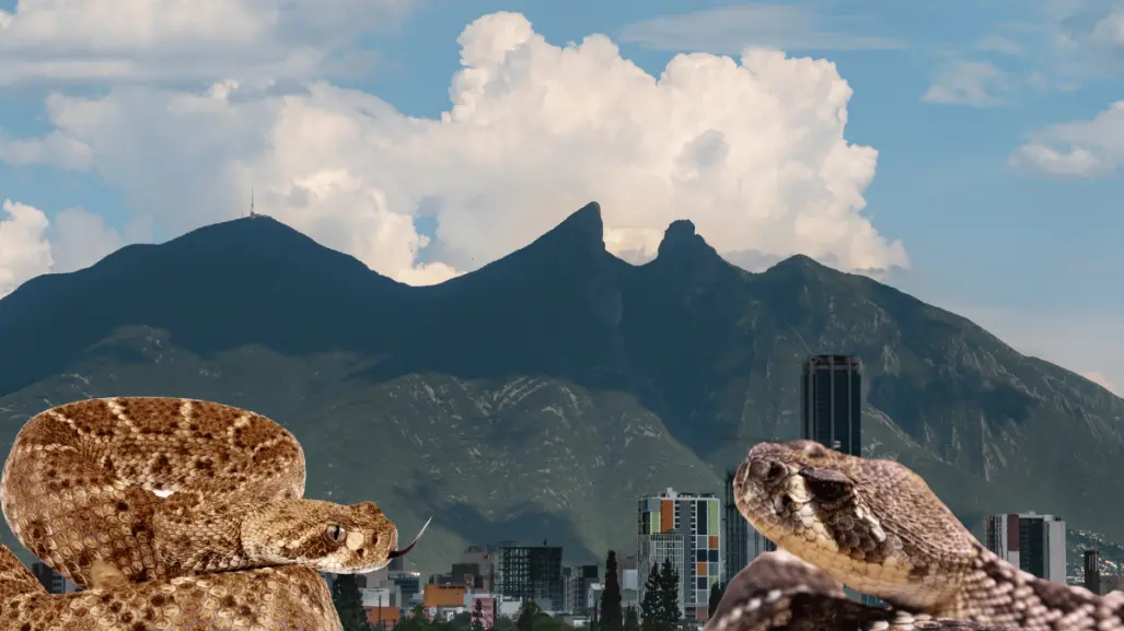 ¡Víboras en Nuevo León! ¿Qué especies se encuentran en el estado?