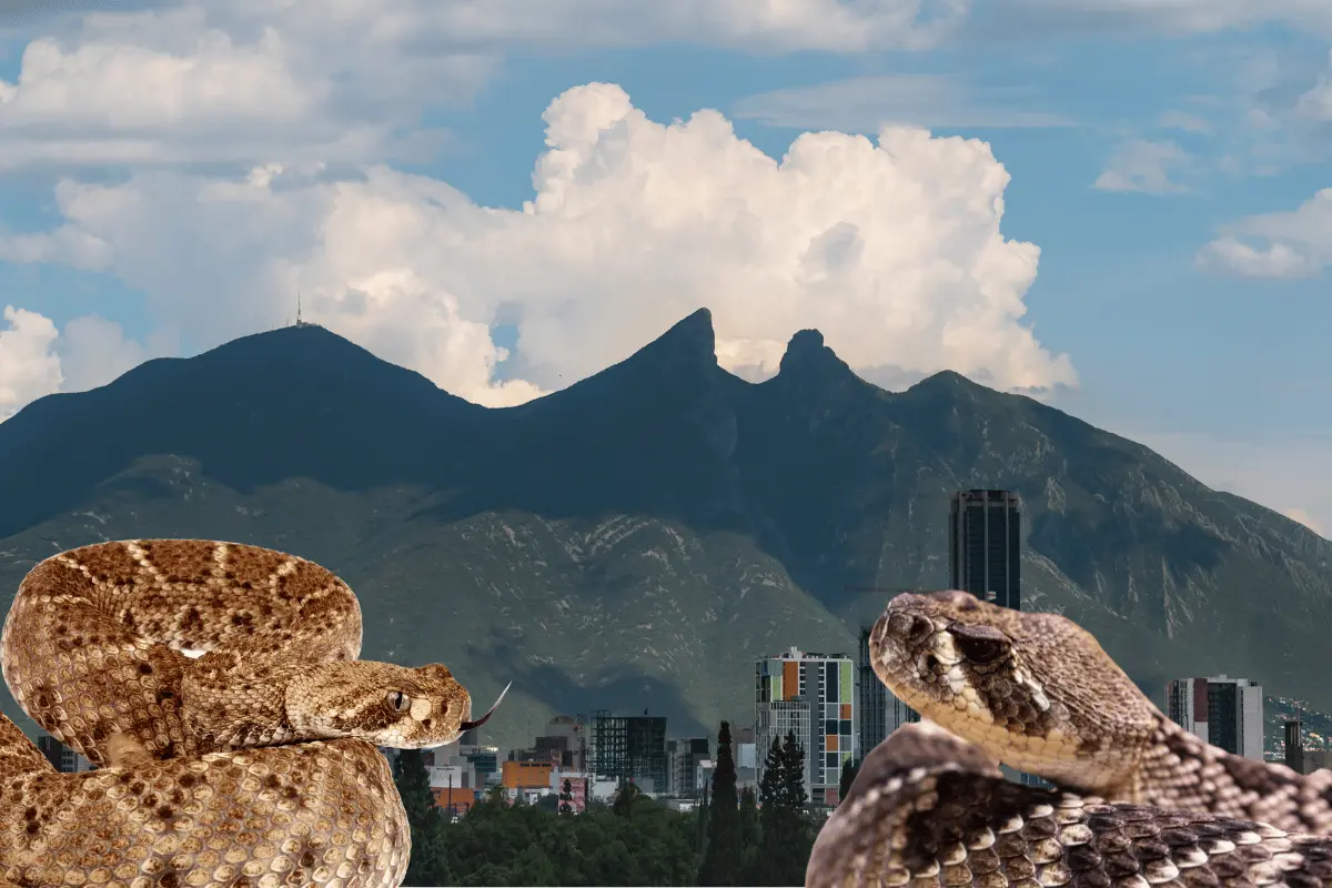 Ante el avistamiento de serpientes o víboras silvestres en Nuevo León, hay algunas recomendaciones que se pueden seguir. Foto: Canva.