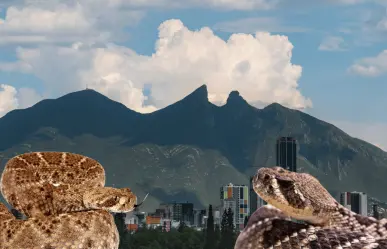 ¡Víboras en Nuevo León! ¿Qué especies se encuentran en el estado?