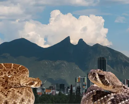 ¡Víboras en Nuevo León! ¿Qué especies se encuentran en el estado?
