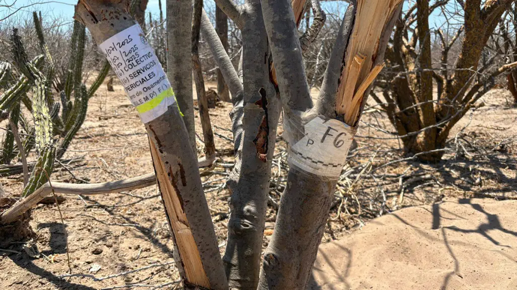 Violencia se desborda en el Norte de BCS: Loreto y Comondú, bajo fuego en junio