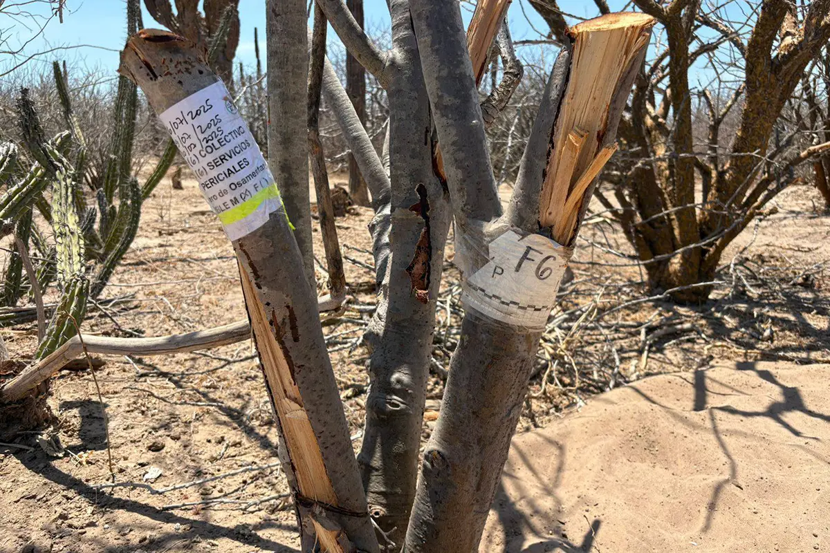 Narcofosas en San Juan de la Costa muestran el trato que los grupos delictivos dan a los cuerpos de los ejecutados. Foto: Búsqueda X La Paz.