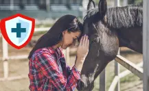 ¿Piensas comprar un caballo en Durango? Este es el costo de una consulta de un veterinario