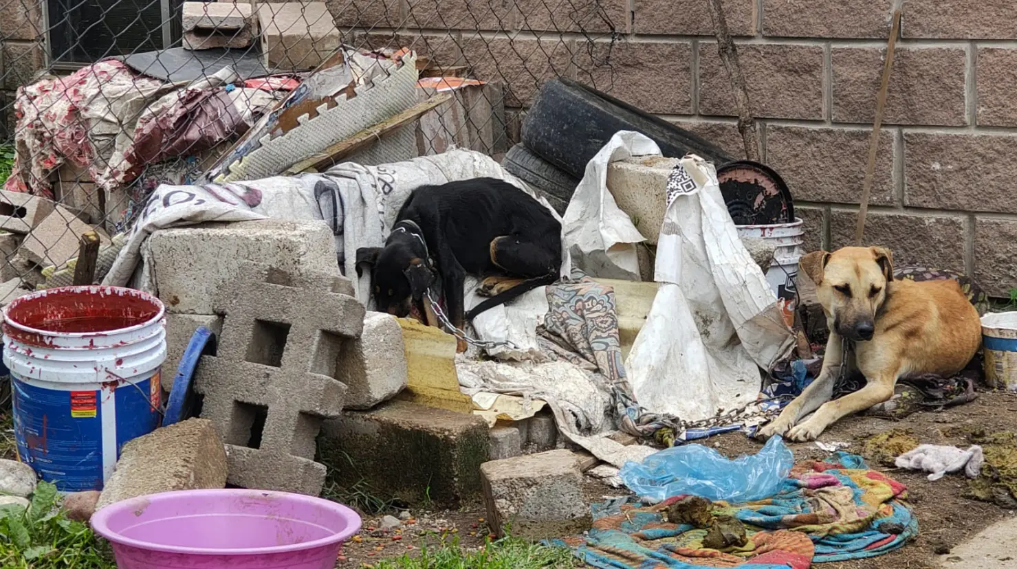 Denuncia ciudadana permitió la intervención de autoridades para rescatar a los caninos. Imagen: FGJEM