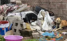 Rescatan a tres perros víctimas de maltrato extremo en Almoloya de Juárez, Edomex