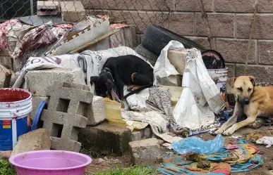 Rescatan a tres perros víctimas de maltrato extremo en Almoloya de Juárez, Edomex